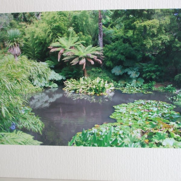 Photographic greetings card of the 'Lost Gardens of Heligan', Cornwall.