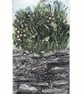 Cornish Slate Wall with Thrift - Original Collagraph Print - Image 2