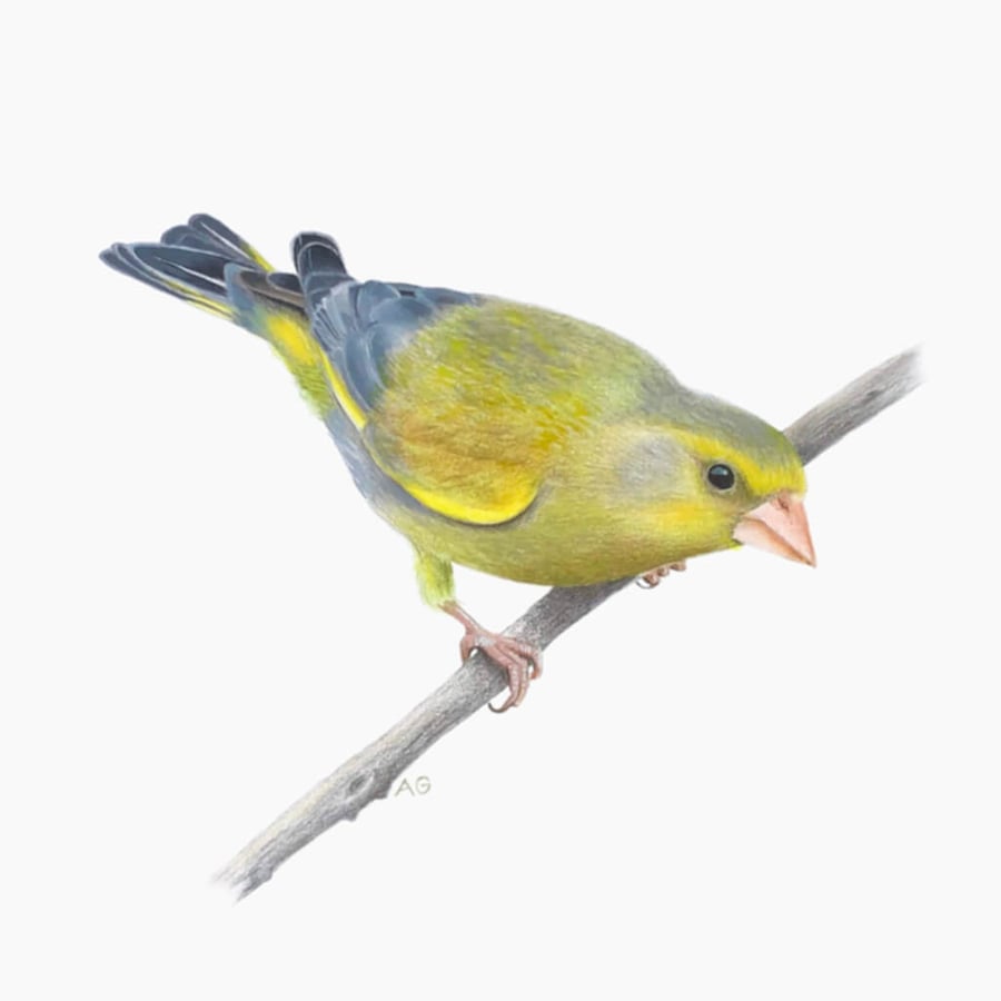 Fine Art Giclée Print Greenfinch Bird