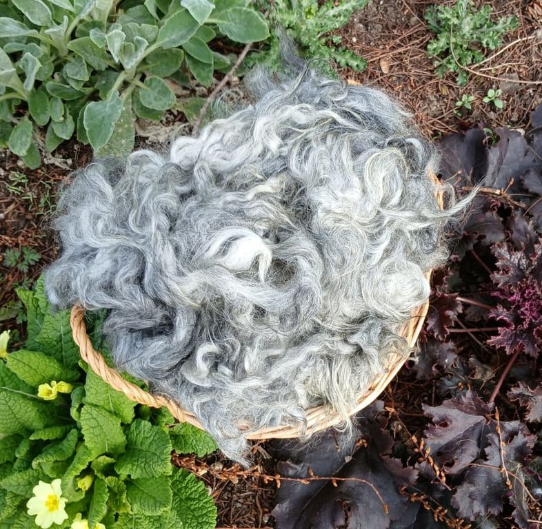 Gotland x Hebridean fleece 50g