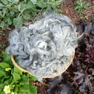 Gotland x Hebridean fleece 50g