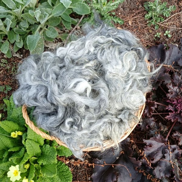 Gotland x Hebridean fleece 50g