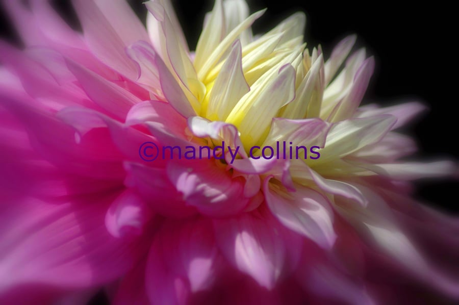 'Pink and Yellow Chrysanthemum' - A4 Archival Matte print