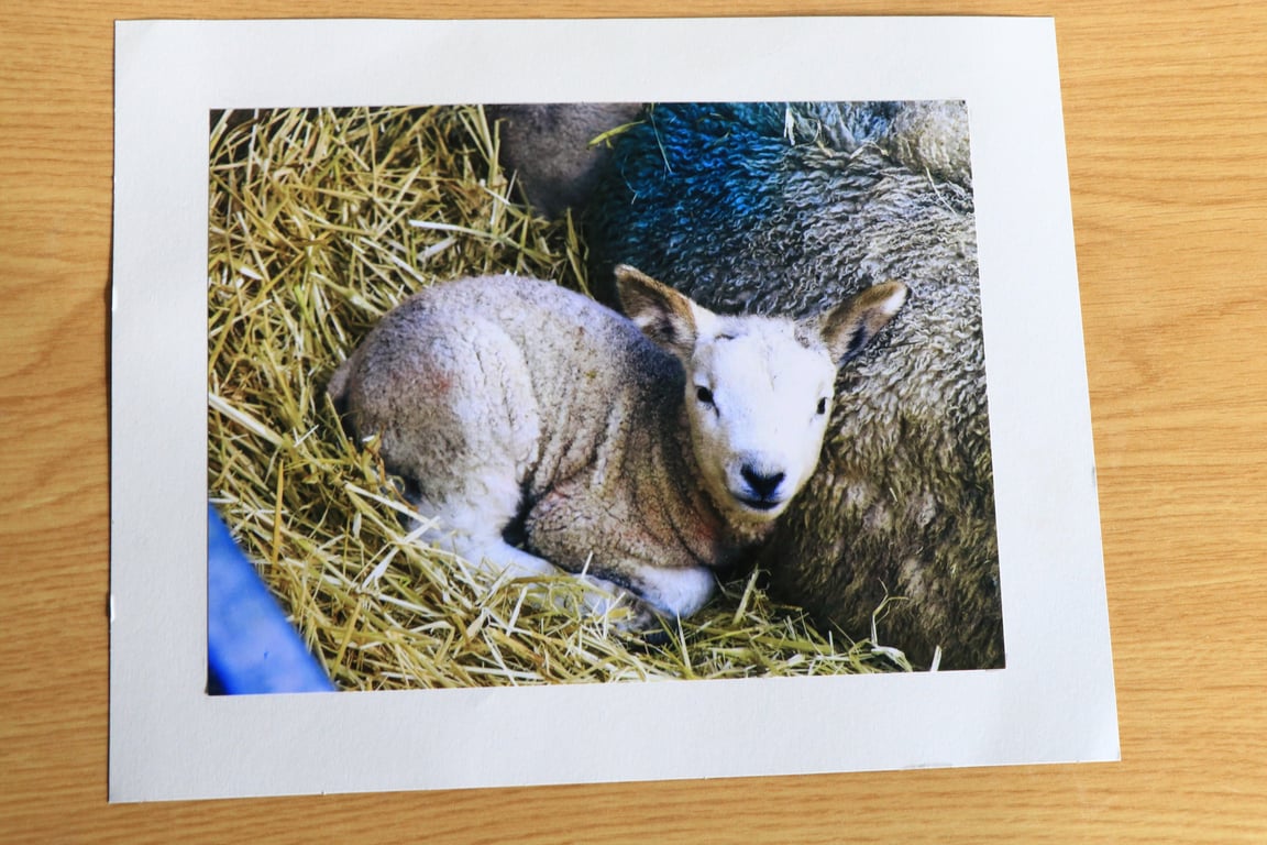 Norfolk Countryside Photography – Rural Cards & Mounted Prints- Lambs