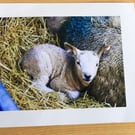 Norfolk Countryside Photography – Rural Cards & Mounted Prints- Lambs