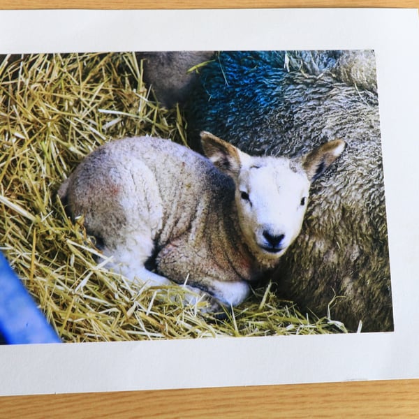 Norfolk Countryside Photography – Rural Cards & Mounted Prints- Lambs
