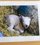 Norfolk Countryside Photography – Rural Cards & Mounted Prints- Lambs
