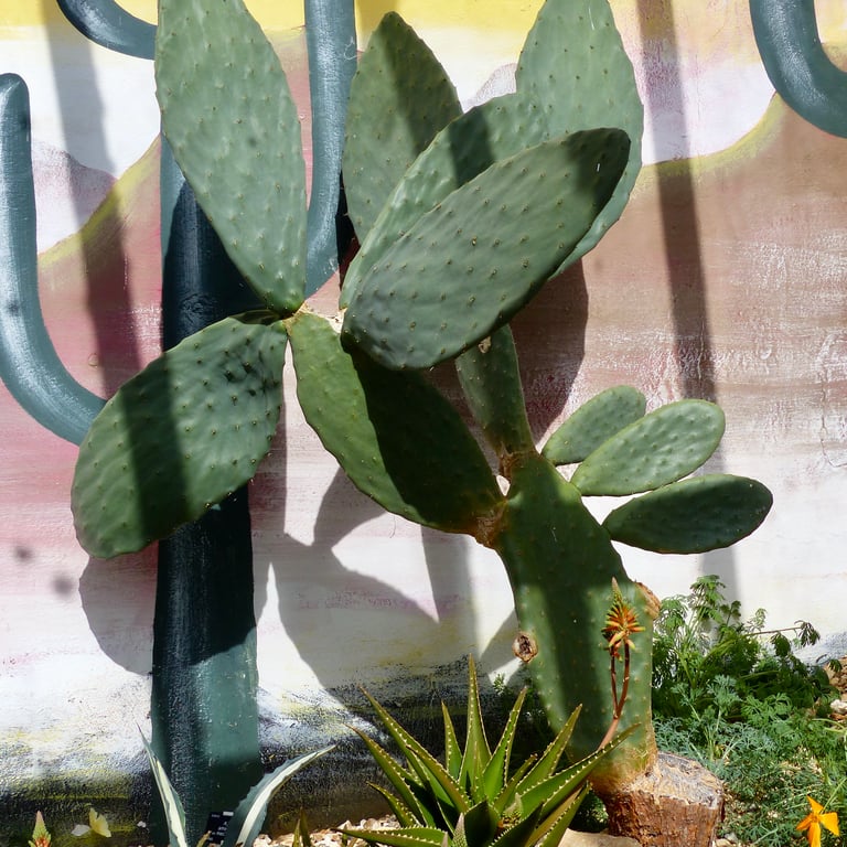 6" Square Photographic Card