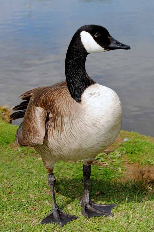 Canada Goose Canadian Geese Wild Bird 12"x18" Print