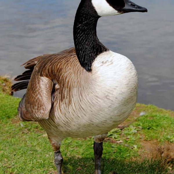 Canada Goose Canadian Geese Wild Bird 12"x18" Print