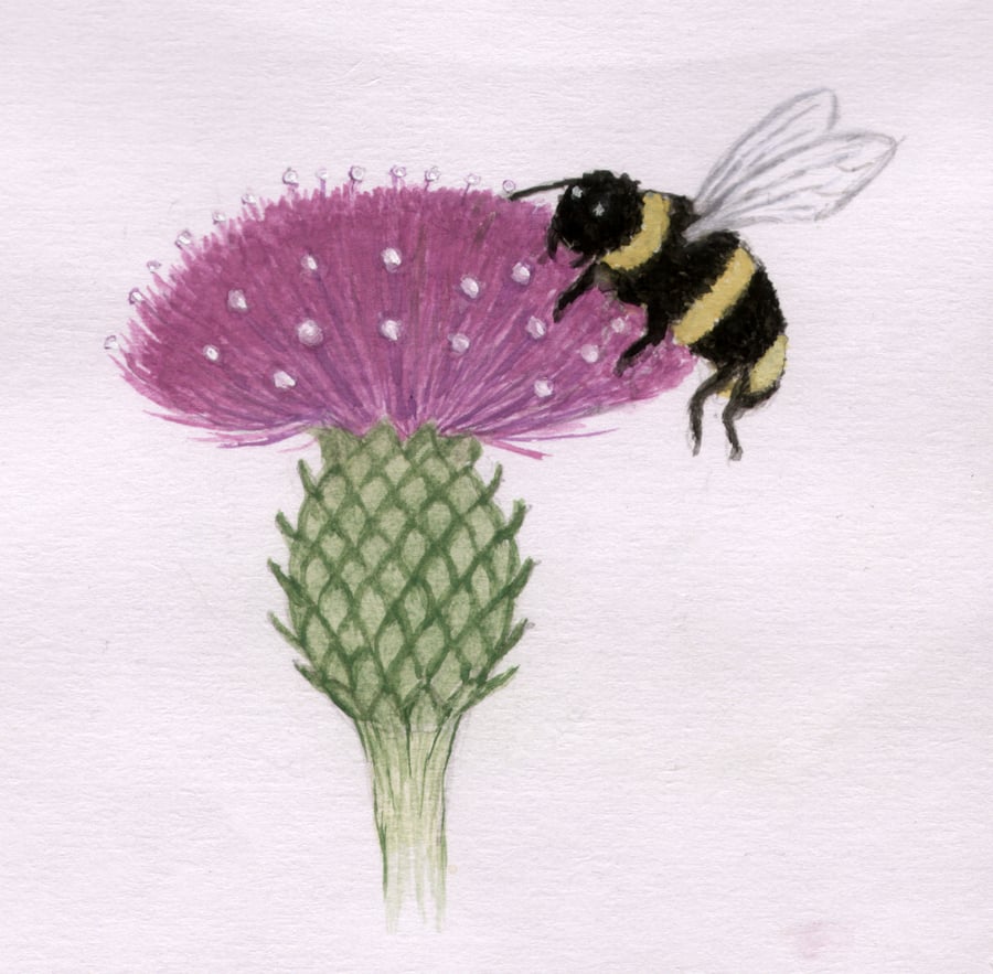 Bee and Thistle