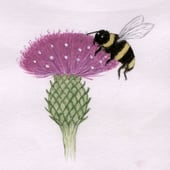 Bee and Thistle