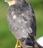 Ethically Made A6 Bird Greetings Cards - Pack of 8 - Image 6