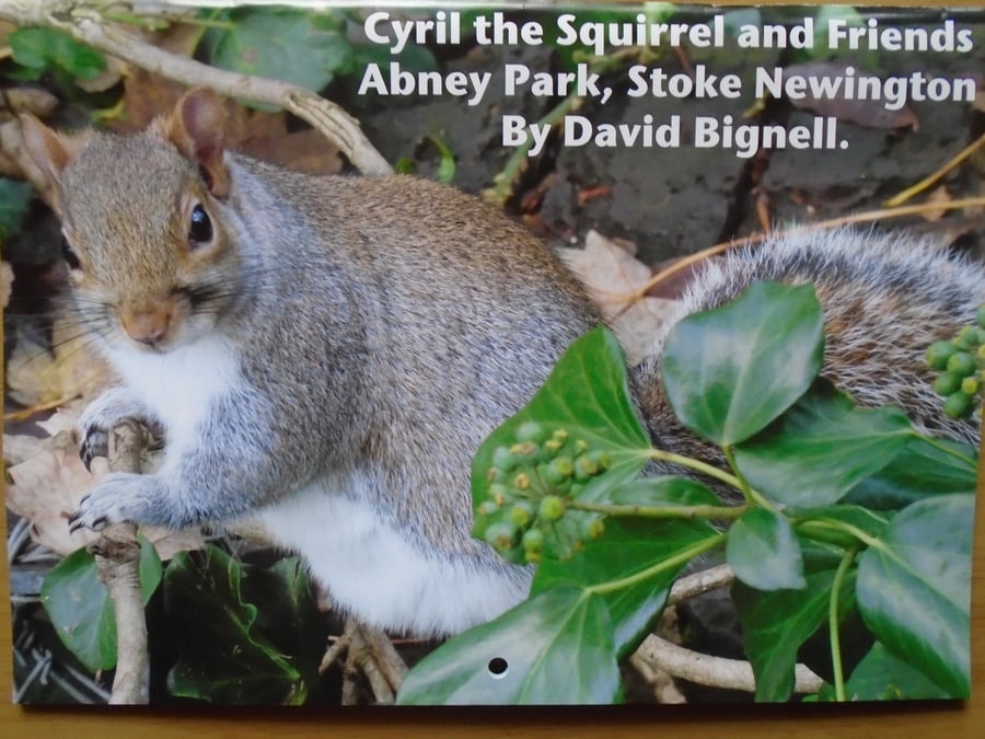Wildlife squirrel Calendar