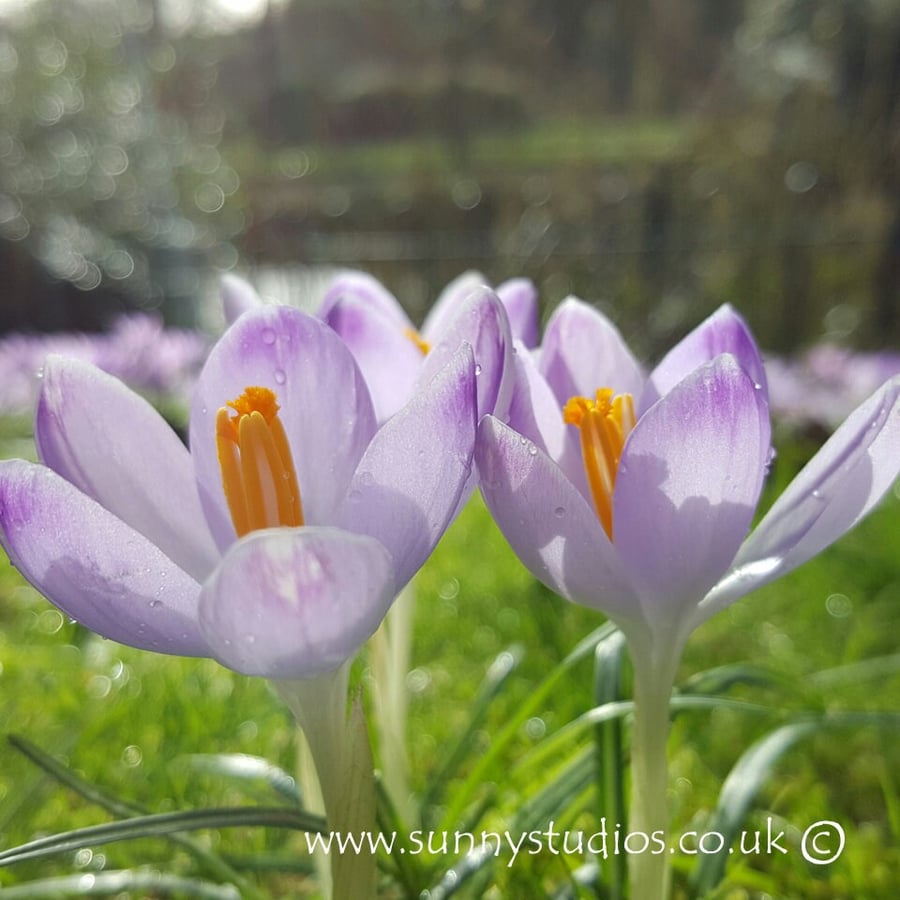 'Soaking Up the Sun' Square Greeting Card - Lilac Crocuses - Free P&P