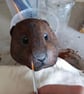 Olly Otter and Sir Walter Vole - Image 5