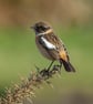 Framed Original Photo of a Female Stonechat - Image 3
