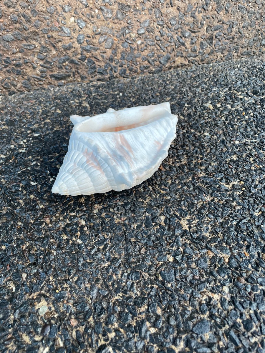 Queen Conch Shell  White & Terracotta Cement Decor Coastal Home Decor 