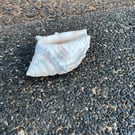 Queen Conch Shell  White & Terracotta Cement Decor Coastal Home Decor 