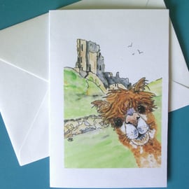 Alpaca at Corfe Castle blank card print 