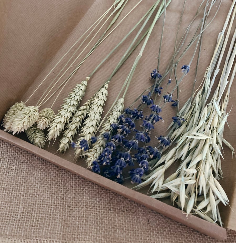 Dried Letterbox Flowers, Natural and lavender