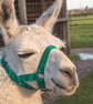 Stanley Llama - Image 4