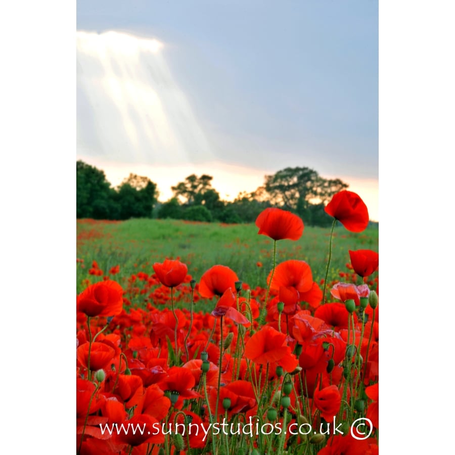 Ray of Hope' Mounted Print - Ready to Frame Photo - Field of Poppies - Free P&P