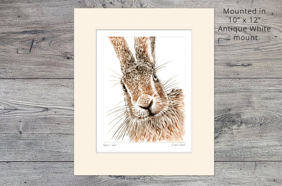 A Hare Print. Drypoint Print, 'Here I am', Short run, 10" x 12" Mounted