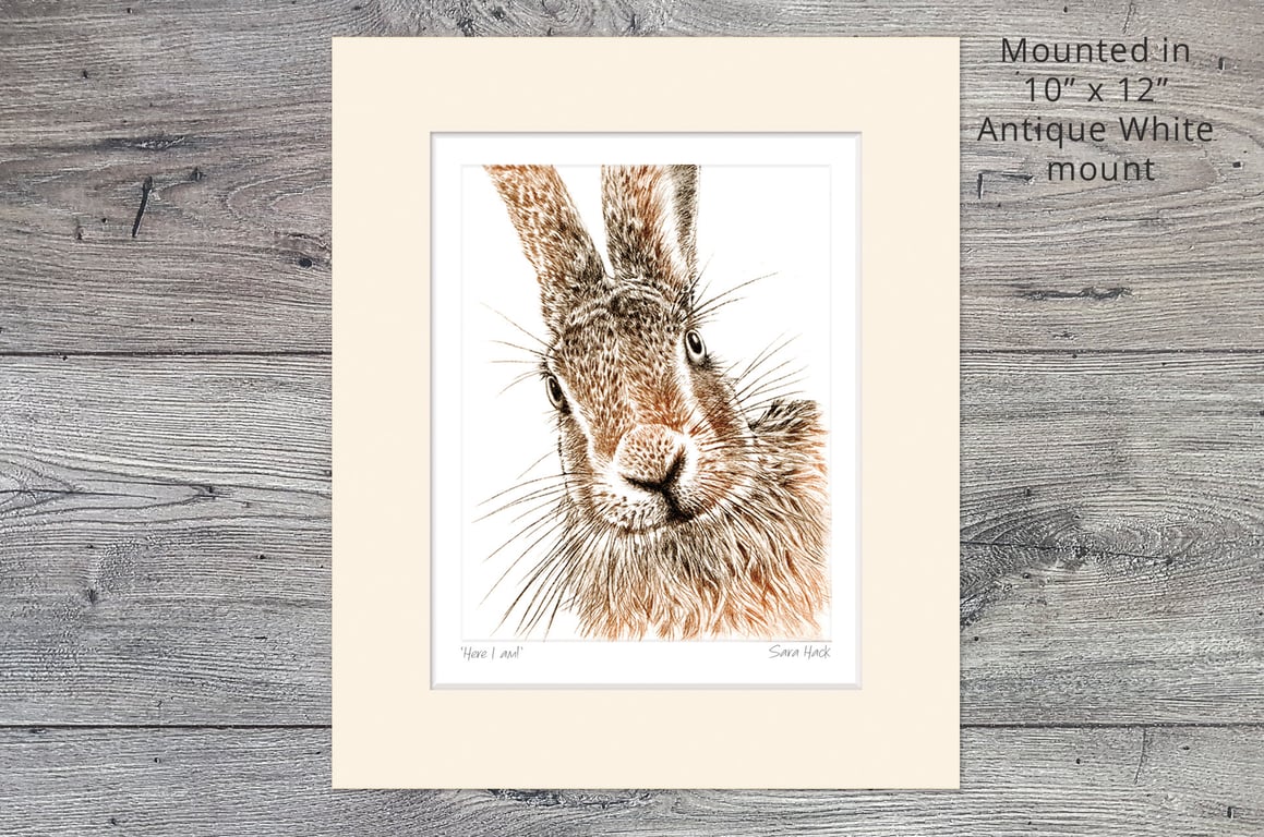 A Hare Print. Drypoint Print, 'Here I am', Short run, 10" x 12" Mounted