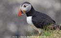 Puffins
