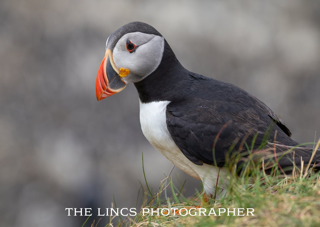 Puffin print (Limited edition of 10)