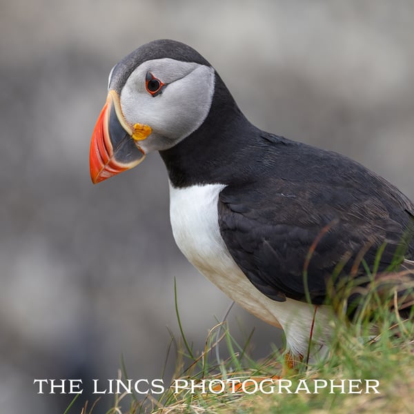Puffin print (Limited edition of 10)