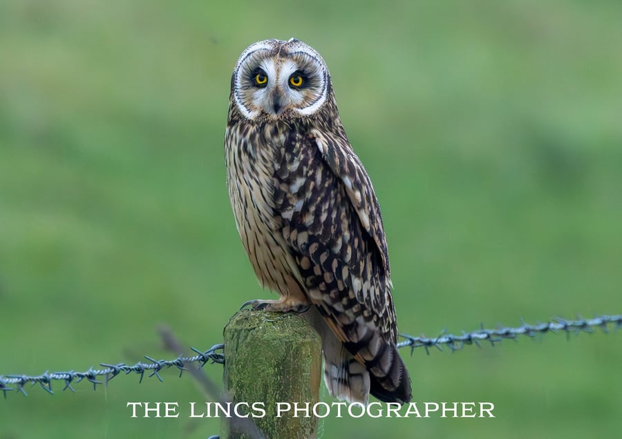 Short Eared Owl print (Limited edition of 10)