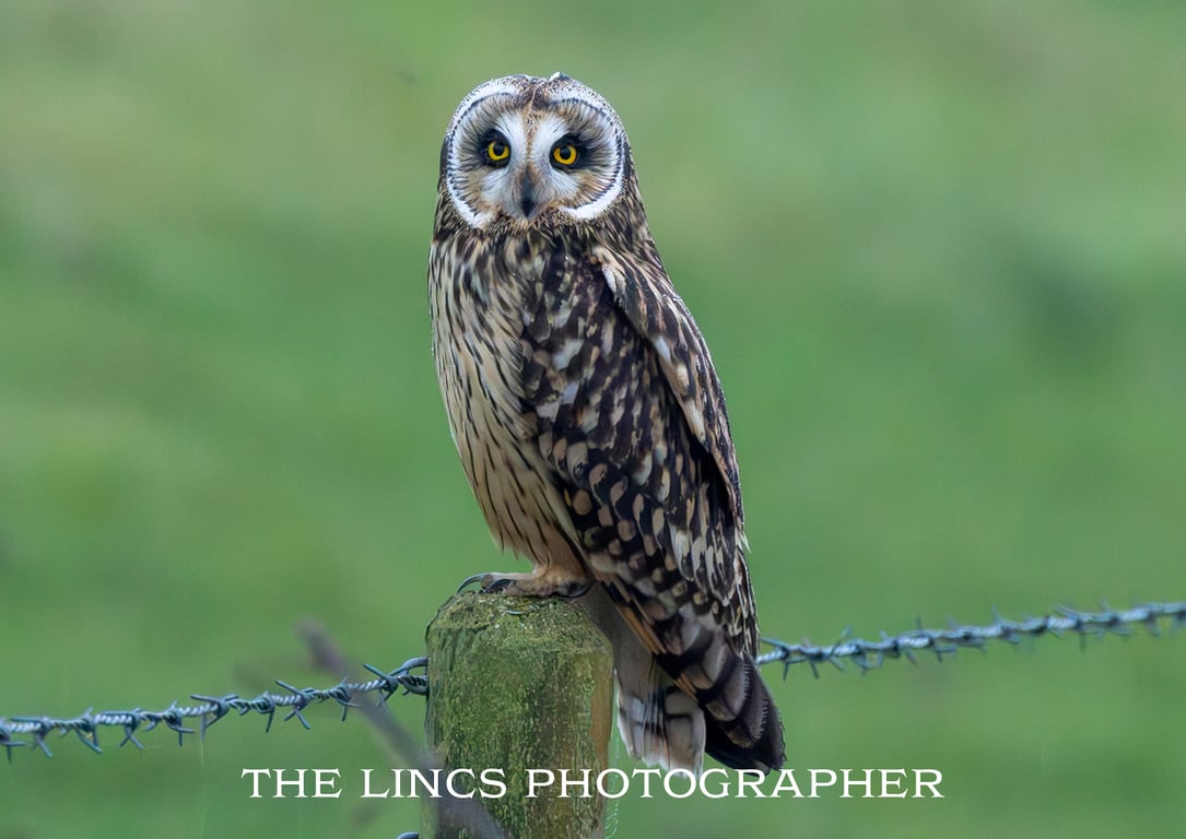 Short Eared Owl print (Limited edition of 10)