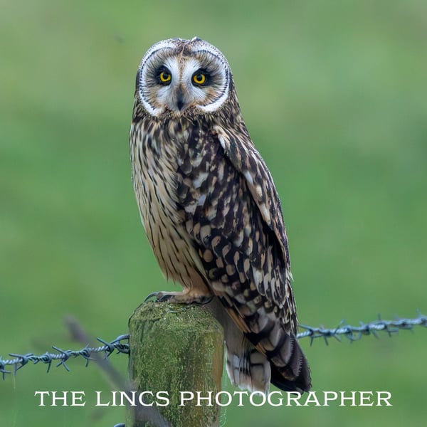 Short Eared Owl print (Limited edition of 10)