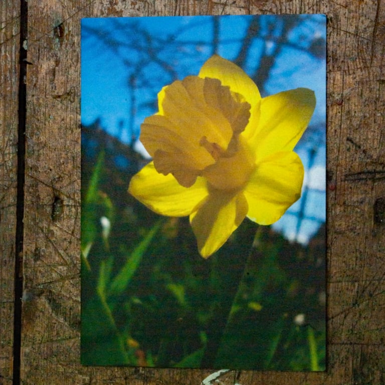 Daffodil, A6 Greetings Card Nature Photography
