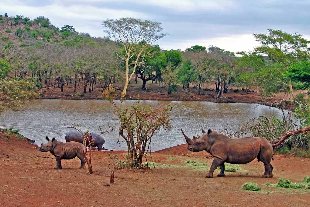 African White Rhinoceros South Africa Photograph Print
