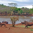 African White Rhinoceros South Africa Photograph Print