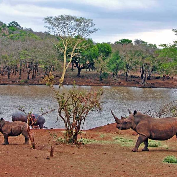 African White Rhinoceros South Africa Photograph Print