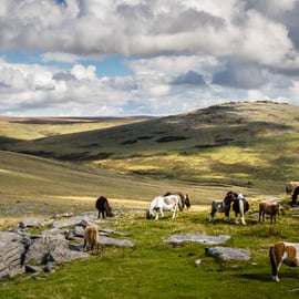 Photograph - Dartmoor Ponies  - Limited Edition Signed Print