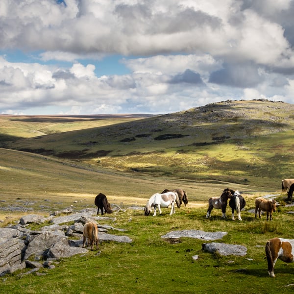 Photograph - Dartmoor Ponies  - Limited Edition Signed Print