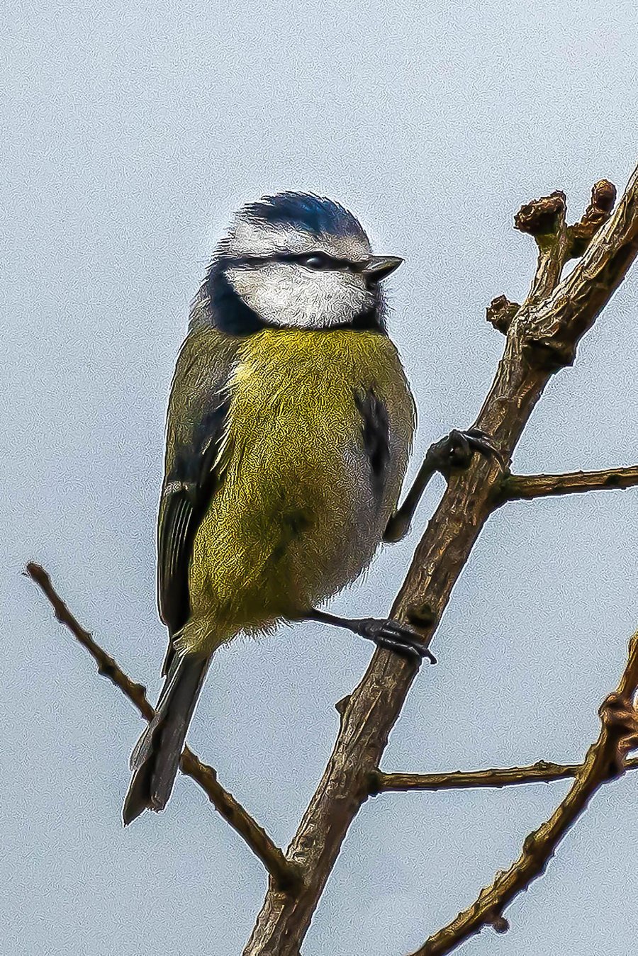 Eurasian Blue Tit Hand-Signed Mounted Photograph -  Limited Edition