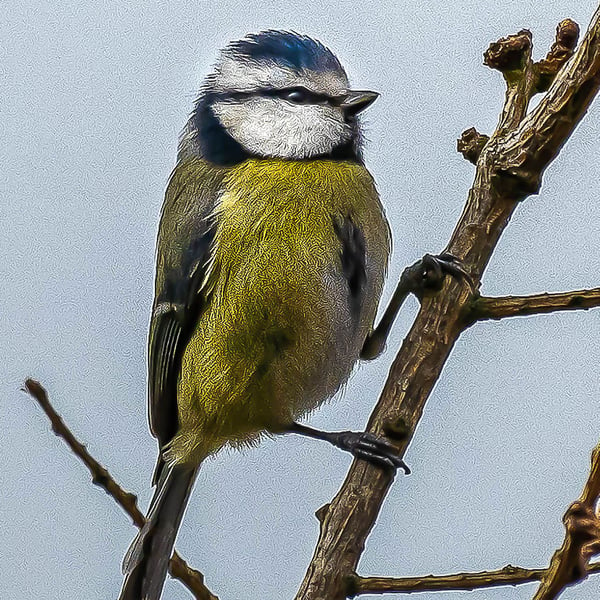 Eurasian Blue Tit Hand-Signed Mounted Photograph -  Limited Edition