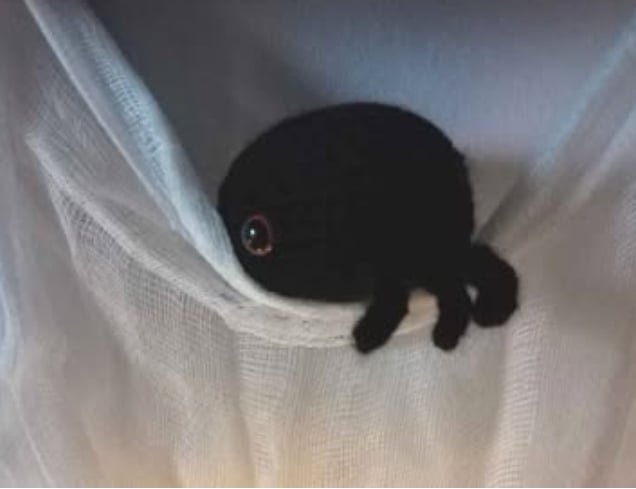 Shy Halloween Spider 