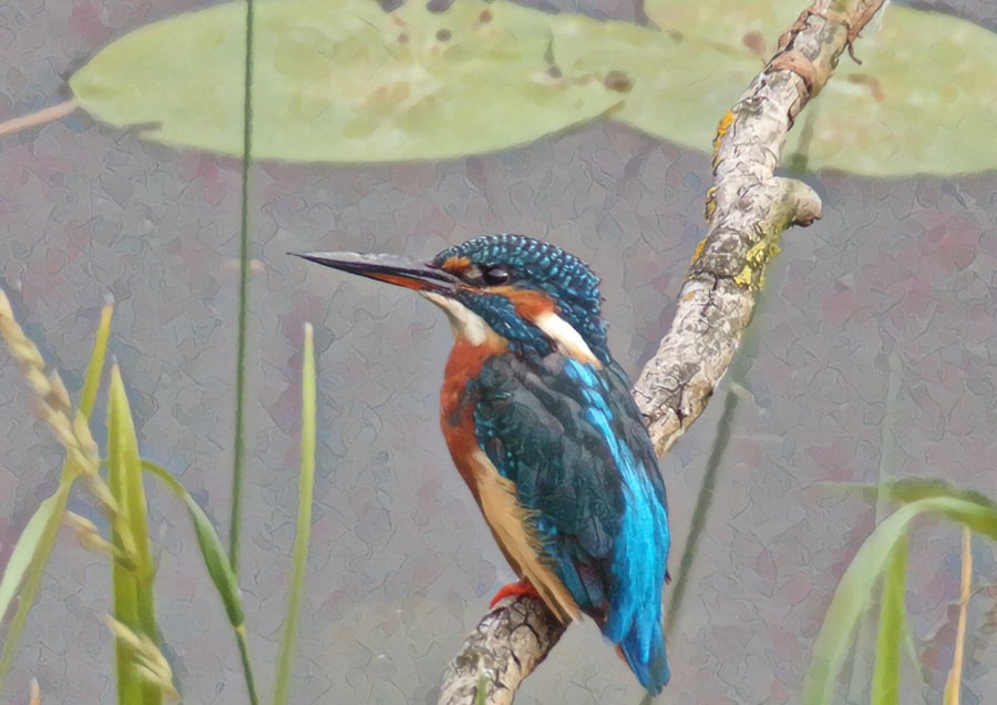 Kingfisher & Lily Pads Greeting Card A5 