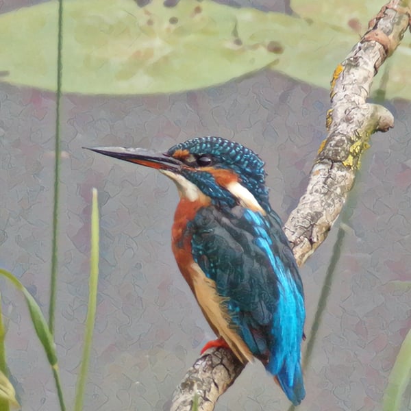 Kingfisher & Lily Pads Greeting Card A5 