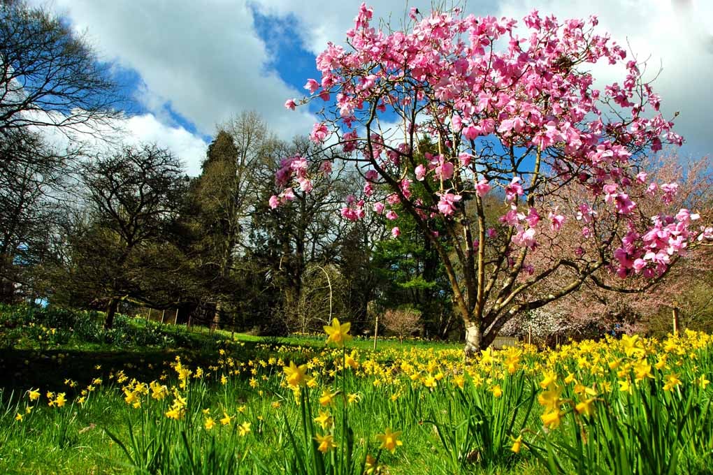 Magnolia Tree Batsford Arboretum Cotswolds UK 18"X12" Print