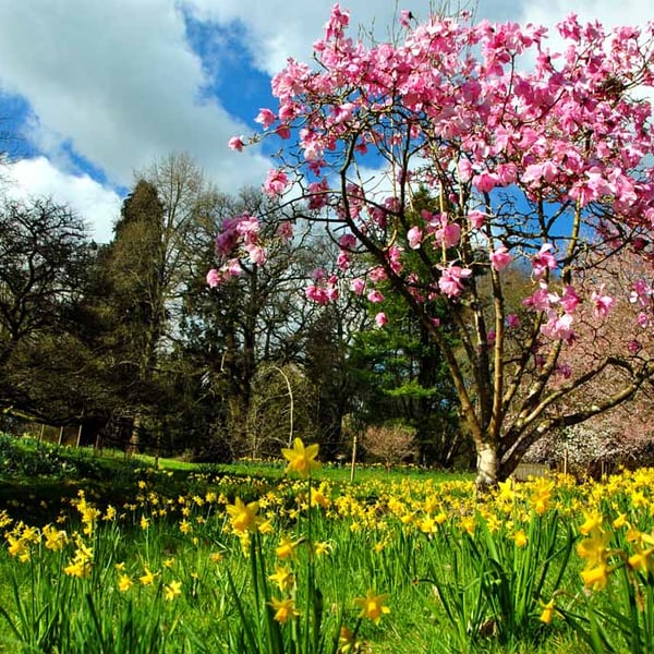 Magnolia Tree Batsford Arboretum Cotswolds UK 18"X12" Print