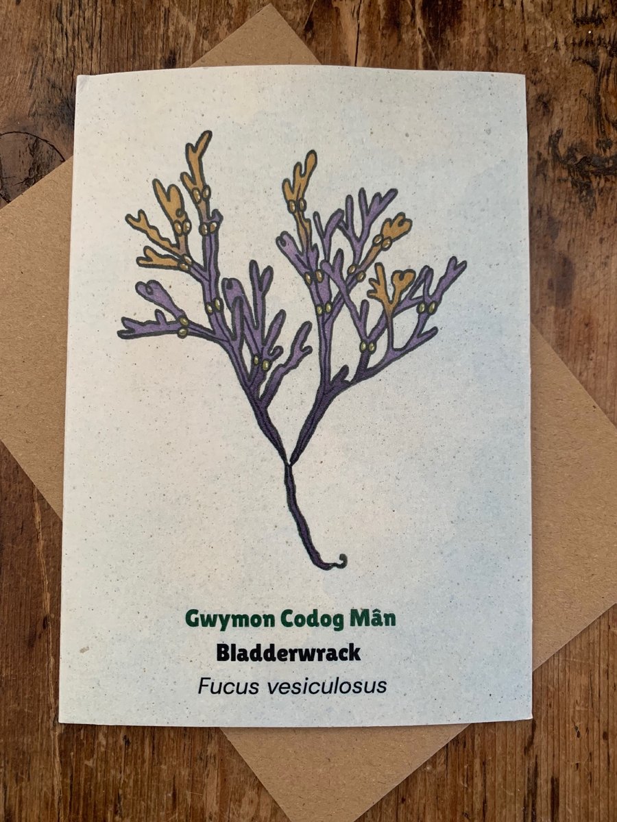 Single Seaweed Greeting Card - Bladderwrack