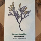 Single Seaweed Greeting Card - Bladderwrack